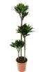 Dracaena compacta ծաղիկների | ծաղկեպսակների առաքում Երևան