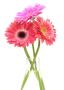 Gerbera ծաղիկների | ծաղկեպսակների առաքում Երևան