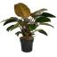 Philodendron ծաղիկների | ծաղկեպսակների առաքում Երևան