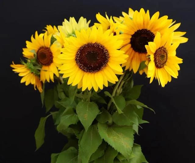 Արևածաղիկ | ծաղիկներ, ծաղկեպսակներ, բույսեր - առաքում Երևան
