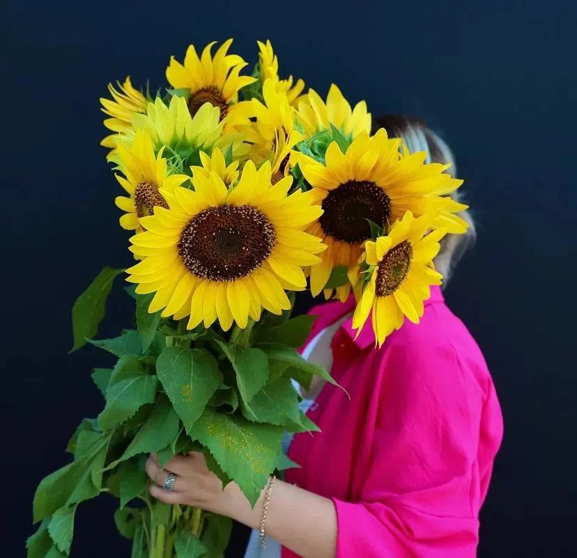 Sunflower | ծաղիկներ, ծաղկեպսակներ, բույսեր Երևան