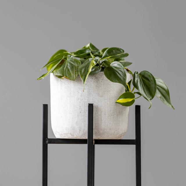 Philodendron Brasil | ծաղիկներ, ծաղկեպսակներ, բույսեր - առաքում Երևան