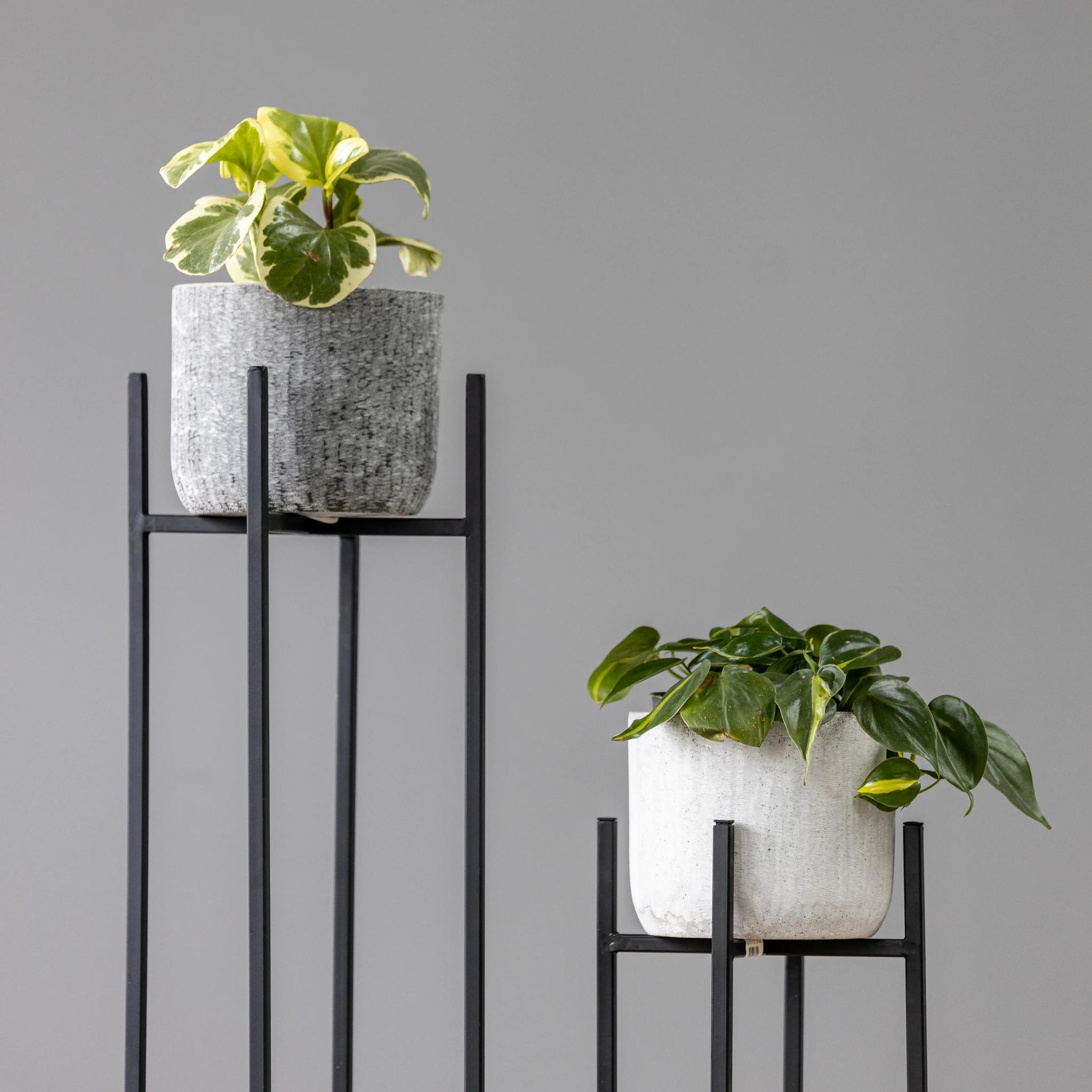 Philodendron Brasil | ծաղիկներ, ծաղկեպսակներ, բույսեր Երևան