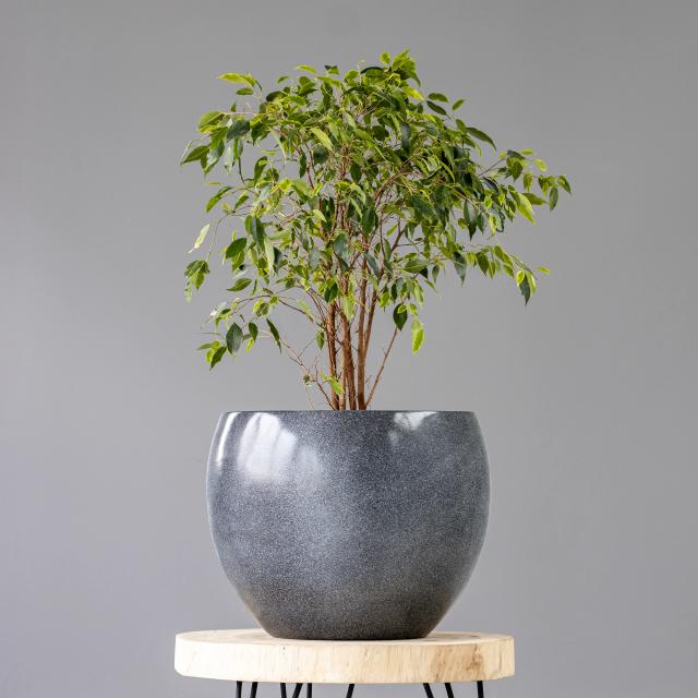 Ficus Auray | ծաղիկներ, ծաղկեպսակներ, բույսեր - առաքում Երևան