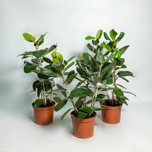 Ficus Audrey | ծաղիկներ, ծաղկեպսակներ, բույսեր - առաքում Երևան