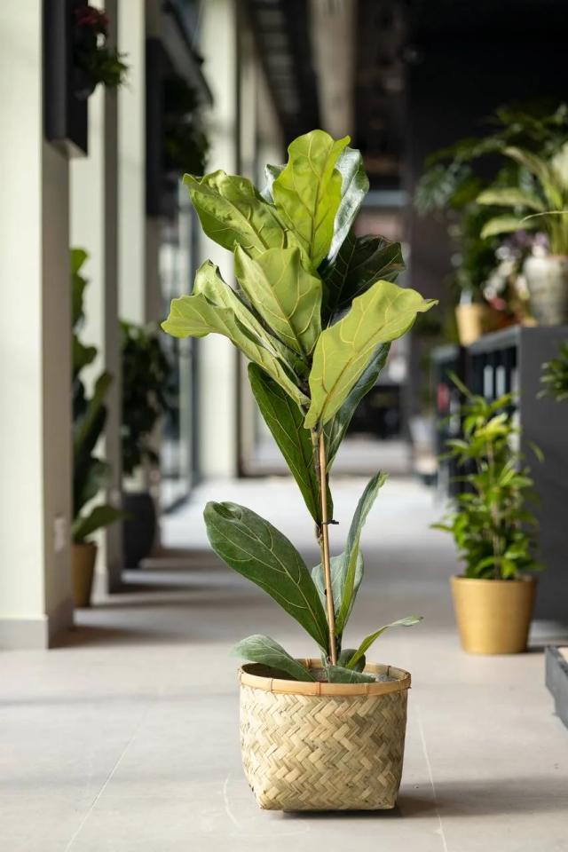 Fig. Lyrata | ծաղիկներ, ծաղկեպսակներ, բույսեր - առաքում Երևան