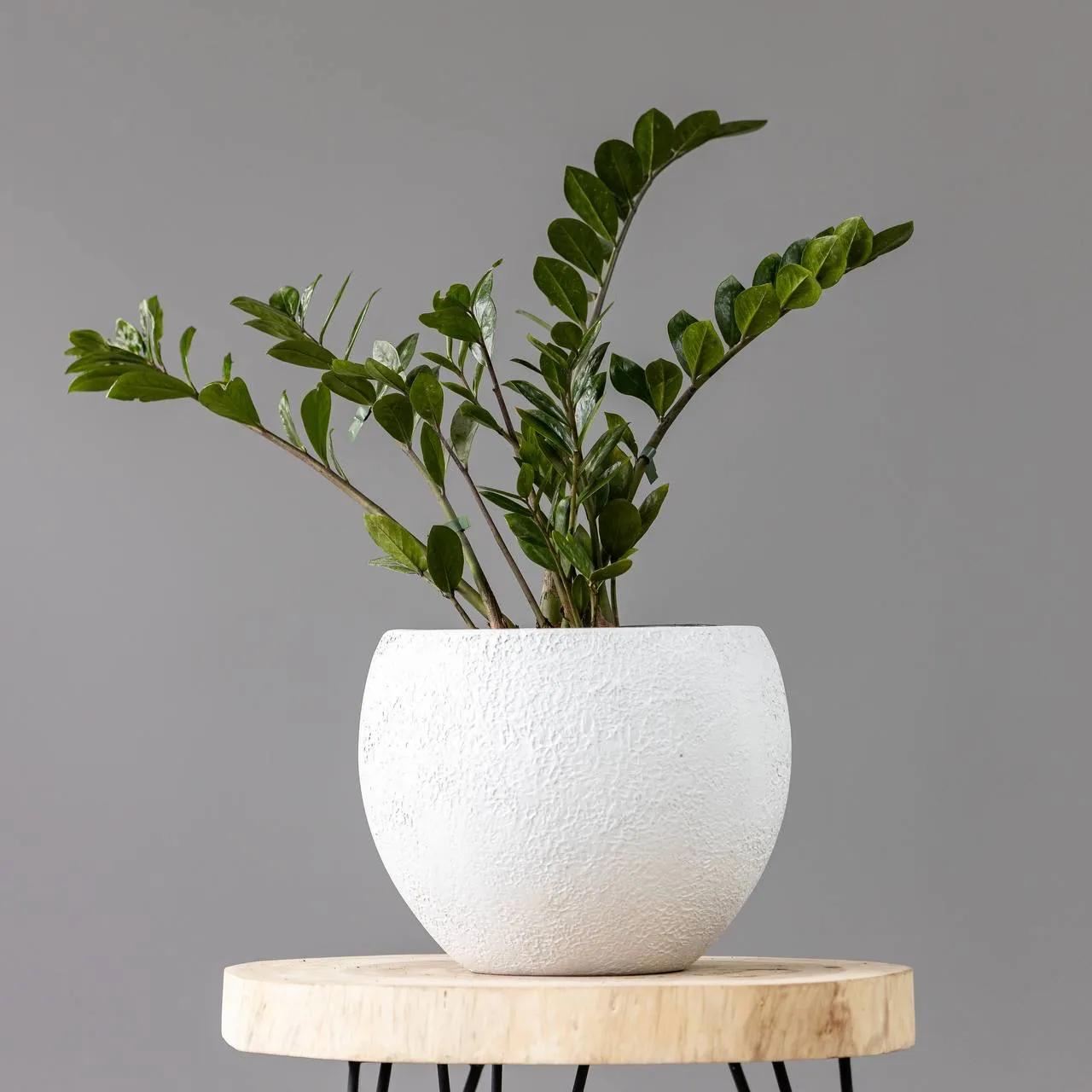 Zamioculcas | ծաղիկներ, ծաղկեպսակներ, բույսեր Երևան