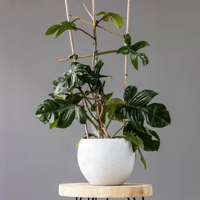 Philodendron squamiferum | ծաղիկներ, ծաղկեպսակներ, բույսեր - առաքում Երևան