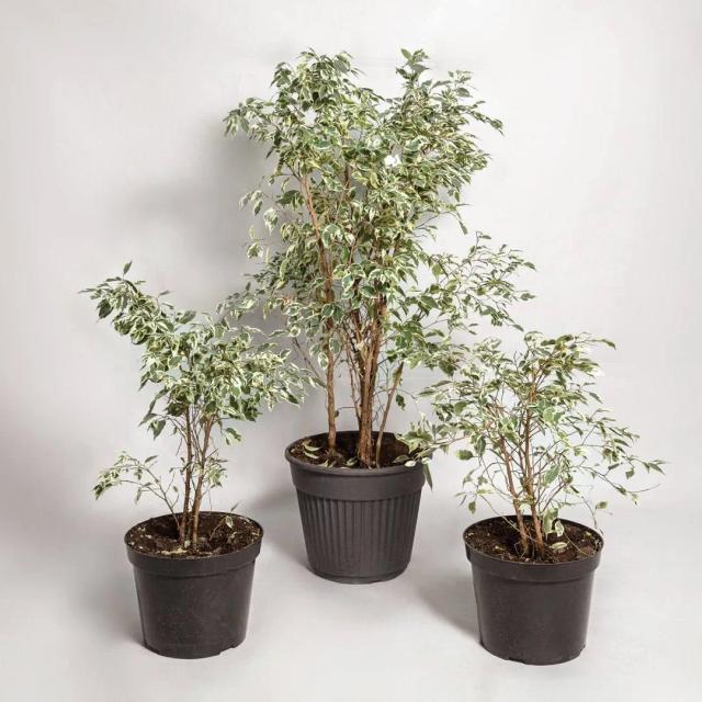 Ficus Twilight | ծաղիկներ, ծաղկեպսակներ, բույսեր - առաքում Երևան
