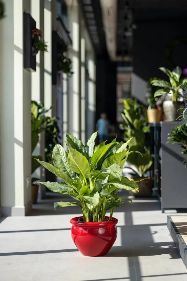 Spathiphyllum Martina | ծաղիկներ, ծաղկեպսակներ, բույսեր - առաքում Երևան