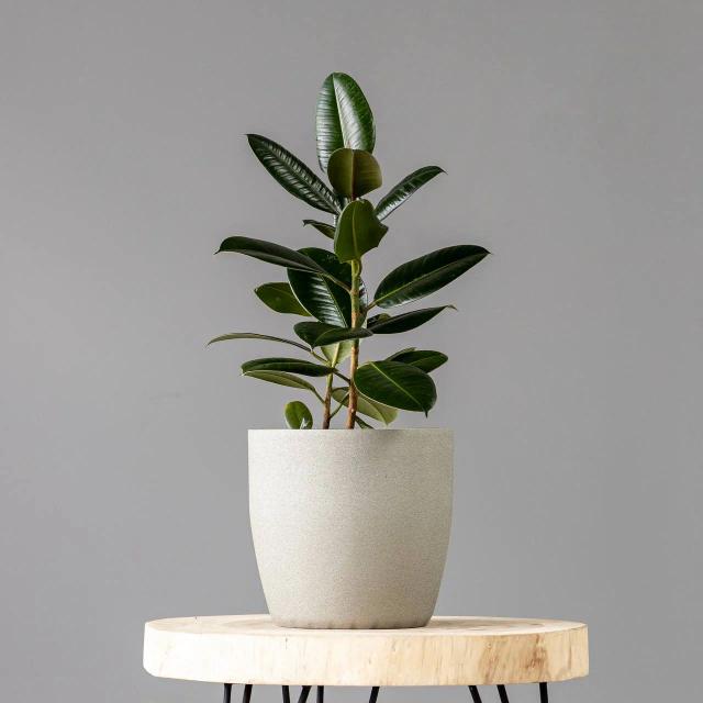 Ficus Abdjan | ծաղիկներ, ծաղկեպսակներ, բույսեր - առաքում Երևան