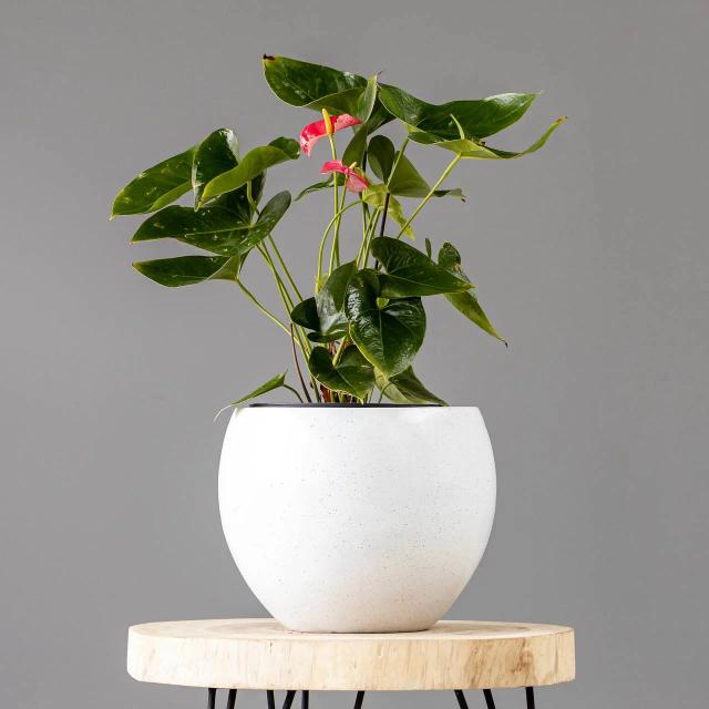 Anthurium | ծաղիկներ, ծաղկեպսակներ, բույսեր - առաքում Երևան
