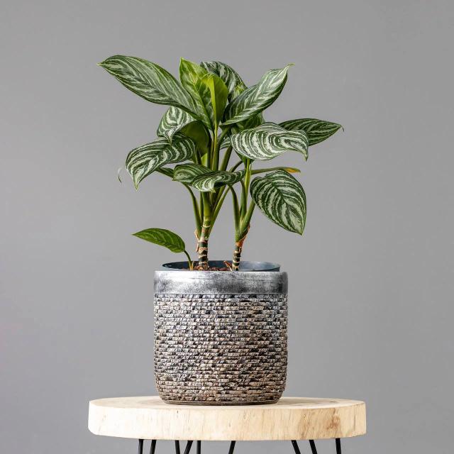 Aglaonema stripes | ծաղիկներ, ծաղկեպսակներ, բույսեր - առաքում Երևան
