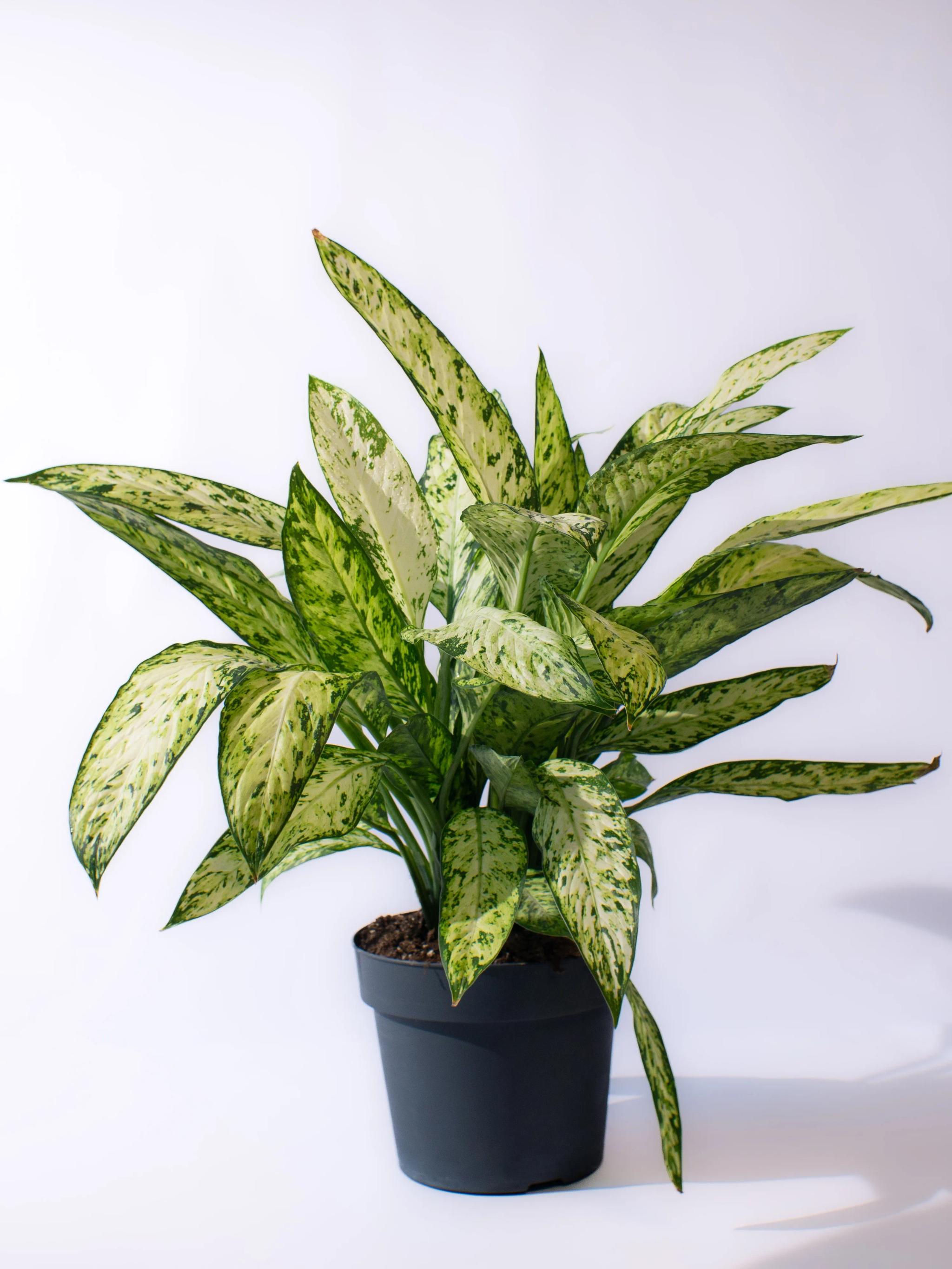 Dieffenbachia Vesuvius | ծաղիկներ, ծաղկեպսակներ, բույսեր Երևան