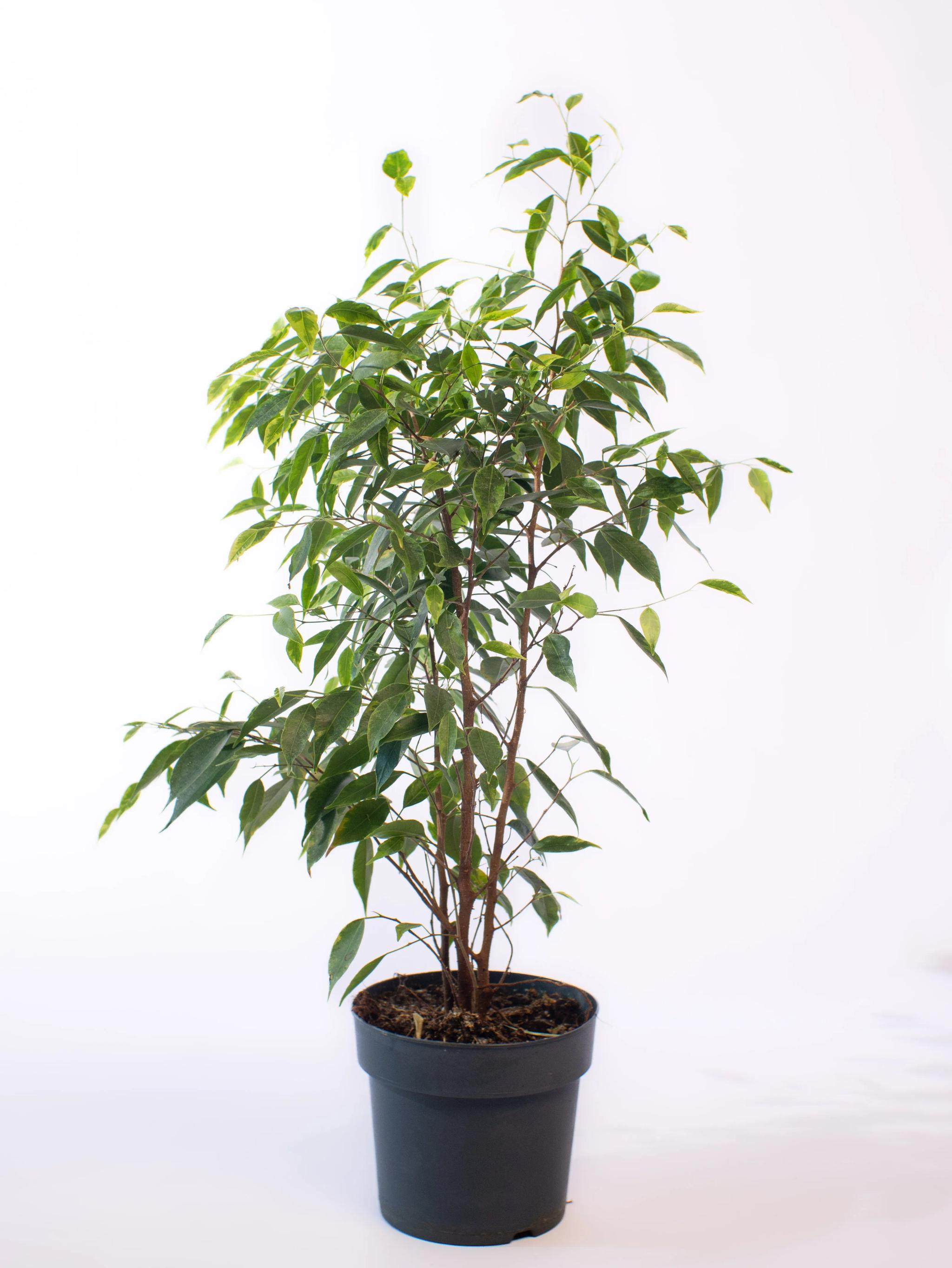 Ficus Anastasia | ծաղիկներ, ծաղկեպսակներ, բույսեր Երևան