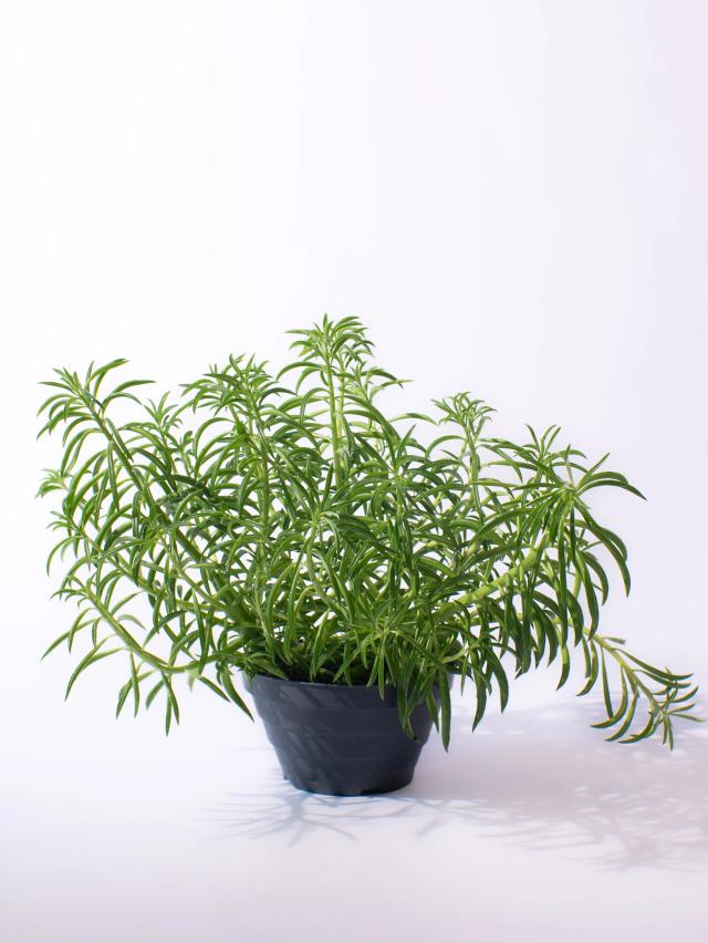 Peperomia nevada | ծաղիկներ, ծաղկեպսակներ, բույսեր - առաքում Երևան