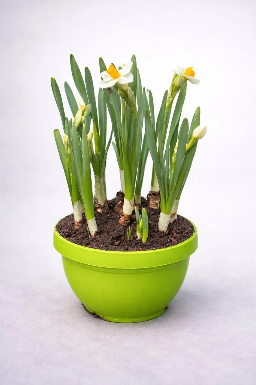 Marigold | ծաղիկներ, ծաղկեպսակներ, բույսեր - առաքում Երևան