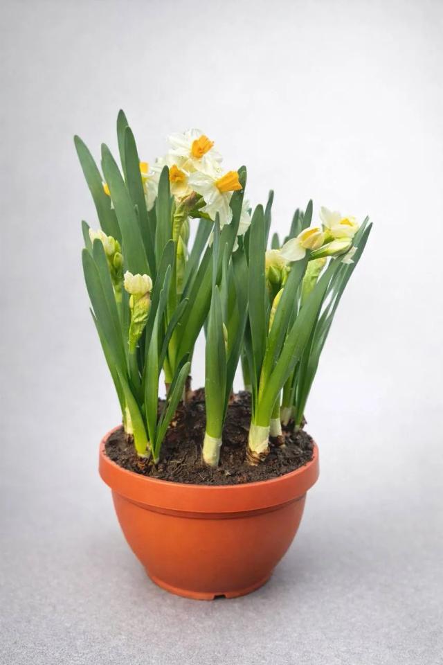 Marigold bulb | ծաղիկներ, ծաղկեպսակներ, բույսեր - առաքում Երևան