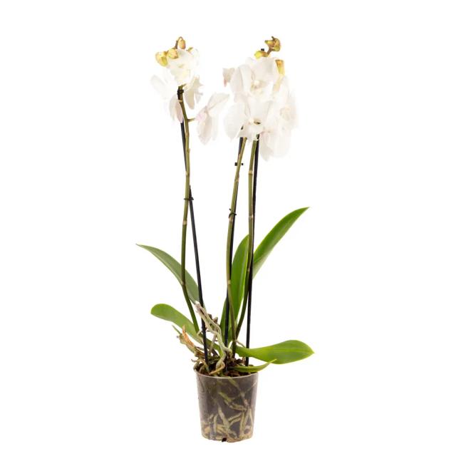 White Orchid | ծաղիկներ, ծաղկեպսակներ, բույսեր - առաքում Երևան