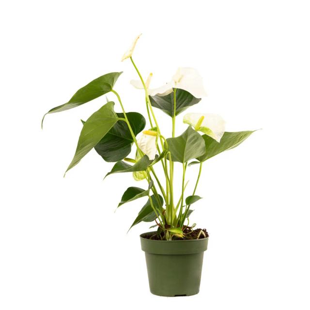 White Calla | ծաղիկներ, ծաղկեպսակներ, բույսեր - առաքում Երևան
