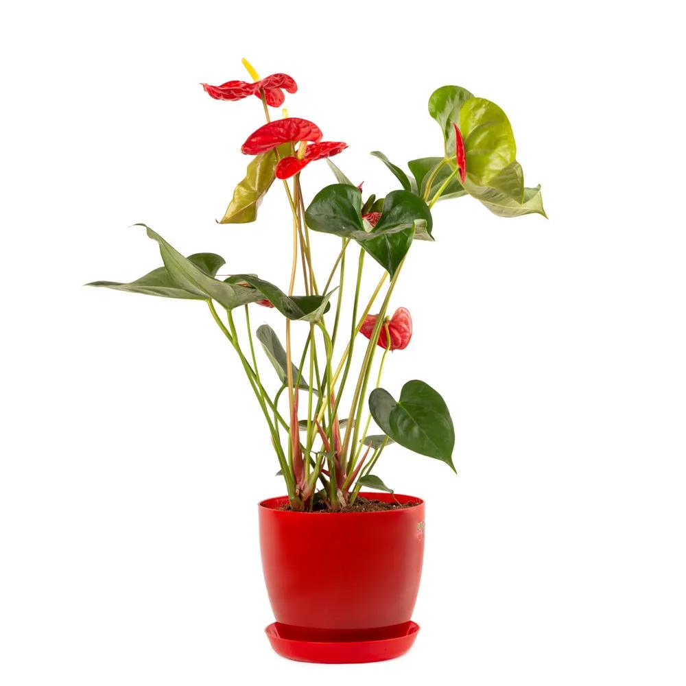 Red Anthurium | ծաղիկներ, ծաղկեպսակներ, բույսեր Երևան
